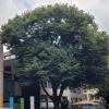 Hat einen Sensor: Die Silberlinde vor dem Naturmuseum in Ulm ist ein "Talking Tree", ein "sprechender Baum".
