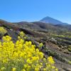 Blütenmeer am Teide auf Teneriffa: Die Römer stießen bei einer Expedition wohl als erste auf die Kanaren.