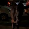 Dieses Standbild aus einem Video zeigt die entlaufende Kuh. Zwei Mal wurde sie von einem Polizeiwagen gerammt.