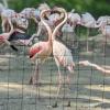 Flamingos bilden auch männliche Pärchen. Diese beiden sind aber heterosexuell. 