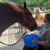 Charlotte liebt Pferde, seit ihrer Kindheit. Deswegen ist die Reittherapie bei der Stiftung Bunter Kreis mehr als reine körperliche Therapie: "Ein Hauch altes Leben", sagt Mutter Ulrike Wolf. 