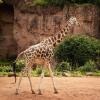 Giraffen haben oft homosexuelle Kontakte.