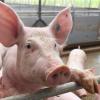 Der Gemeinderat Kettershausen stimmt dem Bauantrag für eine Schweinemast mit 600 Tieren am Ortsrand von Bebenhausen zu. 