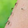 Mehrere Mücken der Art Aedes vexans sind auf dem Arm einer Frau zu sehen.