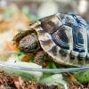 Griechische Landschildkröten, wie diese in der Zootierhandlung «Zoohaus Ottensen» in Hamburg, sind beliebte Haustiere.