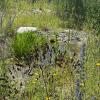 Ein kleiner Teich kann eine Blühwiese ergänzen. Genauso wie Steine oder Totholz.