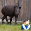 Tapir Theo ist das Fußballorakel des Zoos in Münster.