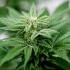 Privater Cannabis-Anbau ist seit dem 1. April legal.