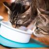 Katzen brauchen gutes Futter, um gesund zu bleiben. Das muss gar nicht das teuerste sein.