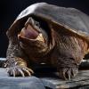 Eine Schnappschildkröte in einer Reptilien-Auffangstation.