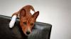 Ein Hund der afrikanischen Rasse Basenji blickt neugierig von einem Podest.