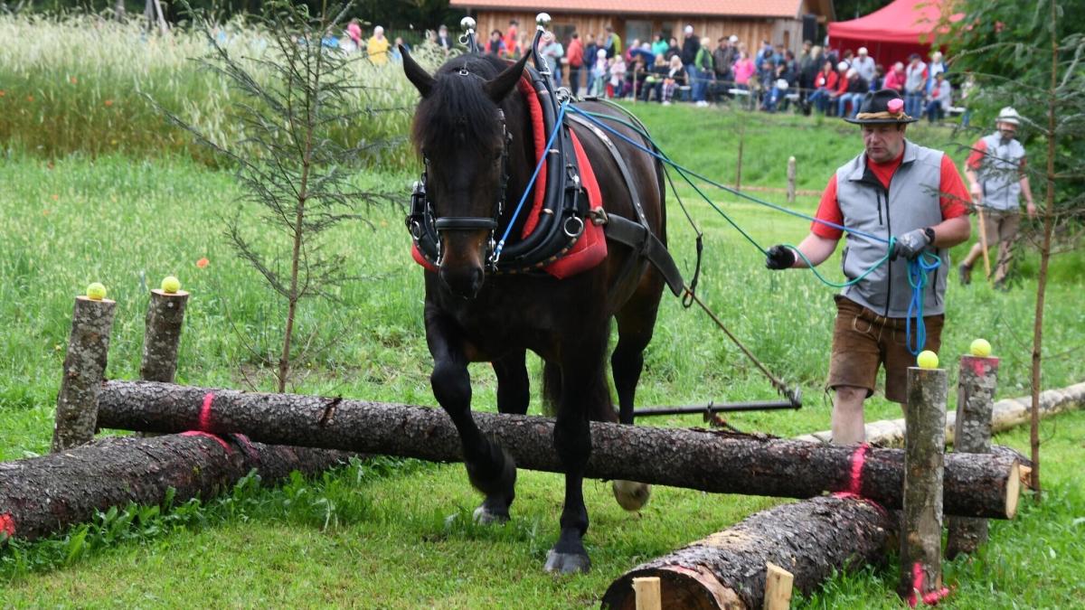 Ross und Reiter: Freilichtmuseum in Illerbeuren ganz im Zeichen der Pferde