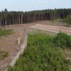 Mitten im Wald ist nördlich von Haunswies eine fünf Hektar große Lichtung entstanden. Obwohl Harvester und Waldbaufirmen großzügig kranke Bäume entfernten, sind links bereits weitere, schwer befallene Bäume zu erkennen.