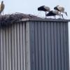 
Die drei Jungstörche vom Sägemehlbunker werden bald ihre ersten Flugversuche wagen.
