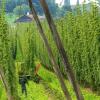 Landwirte ernten auf ihrem Anbaugebiet Hopfen.