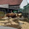 Feuerwehrleute und freiwillige Helfer retteten gemeinsam rund 100 Rinder der Familie Riegl in Oberach vor dem Ertrinken.