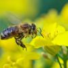 Wenn die Blumen blühen, kommen die Bienen aus ihrem Stock, um Pollen und Nektar zu sammeln. Doch außerhalb ihres Baus lauern Gefahren, die ihre Lebensdauer beeinflussen können.