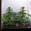 Eine Growbox zum Anbau von Cannabis wird auf der Hanfmesse «Mary Jane» präsentiert.