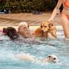 Viele Hunde freuen sich bei Hitze über ein Bad - manchmal ist das sogar in Schwimmbädern erlaubt.