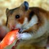 Der deutsche Tierschutzbund empfiehlt nur wenig Obst zu füttern, da der Hamster bei zu zuckerhaltiger Nahrung Diabetis entwickeln kann.