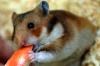 Der deutsche Tierschutzbund empfiehlt nur wenig Obst zu füttern, da der Hamster bei zu zuckerhaltiger Nahrung Diabetis entwickeln kann.