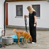 Im Rahmen des Sommerfestes im Landsberger Tierheim wird der Besucherhund des Tages in den Kategorien Klein, Mittel und Groß von Oberbürgermeisterin Doris Baumgartl ausgezeichnet. Hier ein paar Bilder der Prämierung.