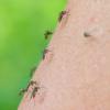 Stechmücken: Erst ab 20 Stichen pro Minute ist es eine Mückenplage im wissenschaftlichen Sinne.