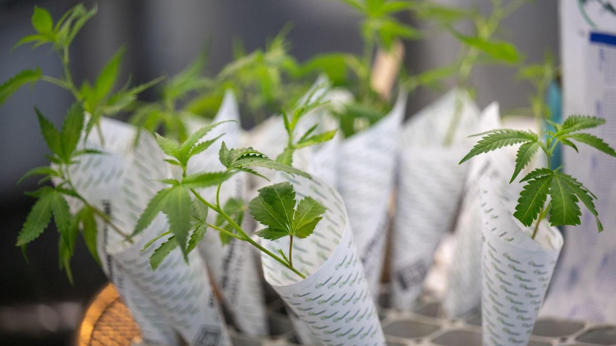 Zum Auftakt Nur Sieben Anträge Für Cannabis-anbau In Bayern