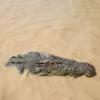 Eine Zwölfjährige wurde in Australien vermutlich von einem Krokodil getötet.