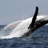 Wale aus Netzen zu retten, kann in Australien teuer werden.