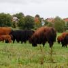 Der Landwirt, der südlich von Oberwindach Mutterkühe hält, möchte seinen Betrieb baulich erweitern. Das ist im Gemeinderat umstritten.