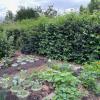 Rosenkohl, Kohlrabi, Karotten, ein Drittel der Fläche im Kleingarten sollte mit Gemüse bepflanzt werden.