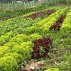 Grün, gesund und regional: Auf Gemüsefeldern in Aichach-Friedberg kann man Salat und Früchte eigenhändig ernten.