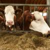 Die Zahl der mit der Blauzungenkrankheit infizierten Tiere ist in Hessen bislang nicht gestiegen. (Symboloptik)