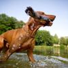 Bietet man dem Hund beim Apportieren ein Stückchen Futter oder eine andere Belohnung als Tausch an, wird er einem das Stöckchen gerne überlassen.