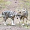 Ein Wolf hat in einem Naturgebiet den angeleinten Hund eines Spaziergängers mitgerissen und verschleppt (Archivbild).