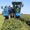 Mit einem sogenannten Vollernter werden die Johannisbeeren von German Odenbach schonend von der Pflanze geschüttelt.