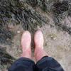 Gummistiefel: Angemessenes Schuhwerk empfiehlt sich bei der Algenernte in Schottland.