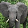 Afrikanische Elefanten können angreifen, wenn sie sich bedroht fühlen.