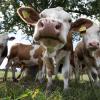 In der Landwirtschaft steht die Tierhaltung für einen wesentlichen Teil der CO₂-Emissionen.