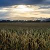 In dieser Woche wird es in Bayern wieder sommerlich warm. Aber es drohen auch immer wieder Schauer und Gewitter.