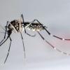 Stechmücke der Art «Aedes aegypti» - auch «Stegomyia aegypti»: Die Gelbfiebermücke, Denguemücke oder Ägyptische Tigermücke überträgt verschiedene Krankheiten, darunter auch das Dengue-Fieber.