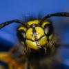 Eine Immuntherapie kann vor schweren allergischen Reaktionen auf Insektengift schützen. (