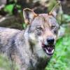 Ein Urteil zur Jagd auf Wölfe sorgt für neuen Zündstoff. (Illustration)