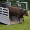 Mit einem Anhänger wurden die Wagyu-Rinder von Linda Wiedemann (links) zum Sportplatz des BSC Heretsried gebracht.