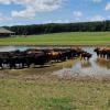 Auch der Windacher Gemeinderat hat jetzt das gemeindliche Einvernehmen zur baulichen Erweiterung eines Hofes südlich von Oberwindach, auf dem Angus-Rinder gehalten werden, erteilt. An einem sommerlich-warmen Tag suchen die Tiere Abkühlung am Wasser.