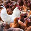 In den USA hat es neue Fälle von Vogelgrippe gegeben, bei denen das Virus von Geflügel auf Menschen überging.