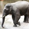 Mit Dickhäuter Assam zieht wieder der erste Elefant in den Augsburger Zoo. Am späten Montagabend kam das Tier aus Belgien an.