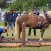 Die Kunst beim Holzrücken besteht darin, Waldarbeit wie eine Sportart aussehen zu lassen.