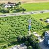 Das Maislabyrinth in Seligweiler stellt in diesem Jahr einen Fisch dar. 